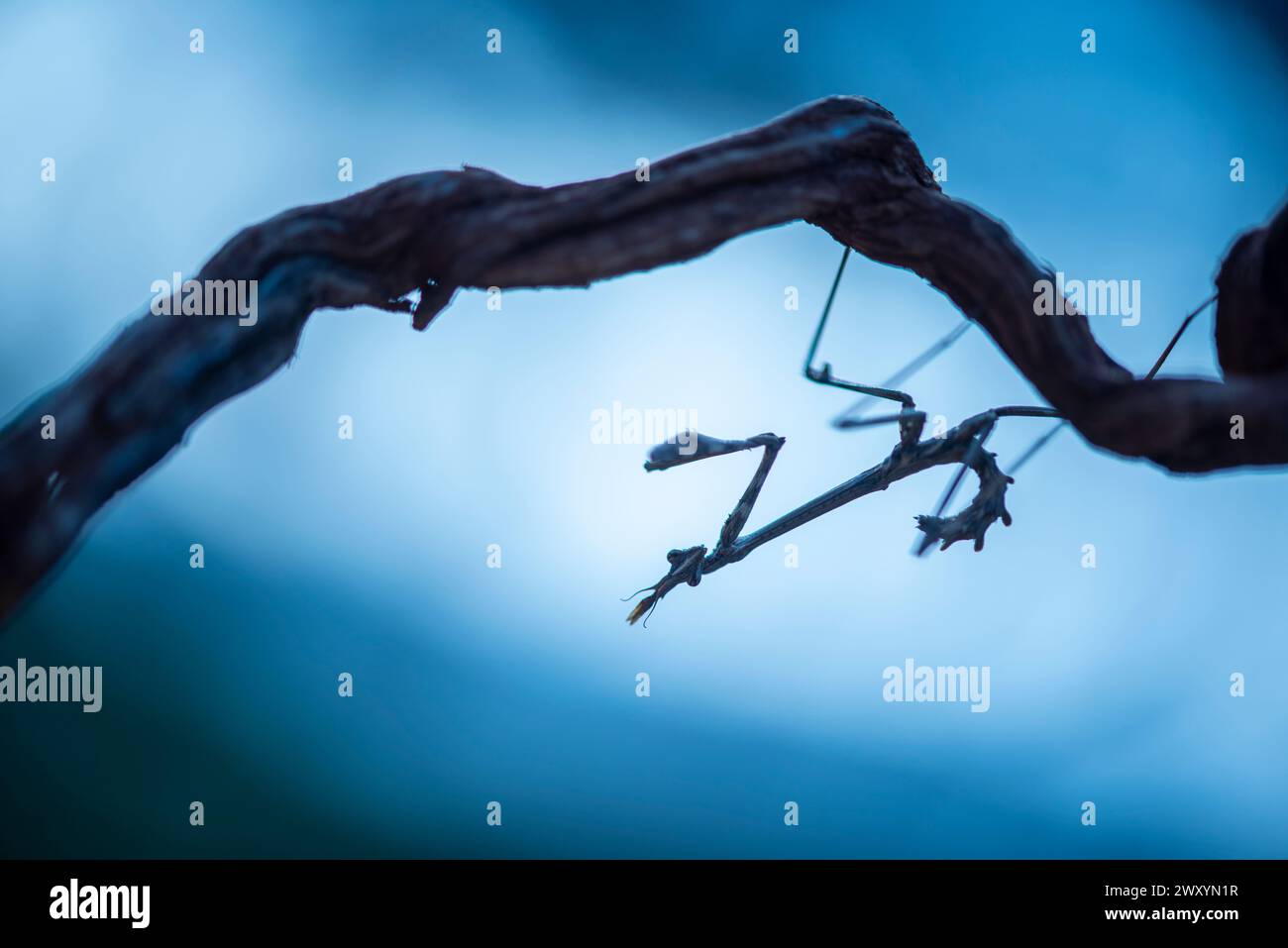 Silhouette de mantis priante perchée sur une brindille sur un fond bleu doux capturé à Malaga Banque D'Images