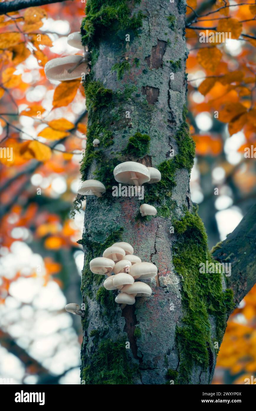 Grappe de champignons pâles fleurissant sur l'écorce d'un arbre couvert de mousse, avec en toile de fond des feuilles d'automne vibrantes dans la forêt d'Urbasa Banque D'Images
