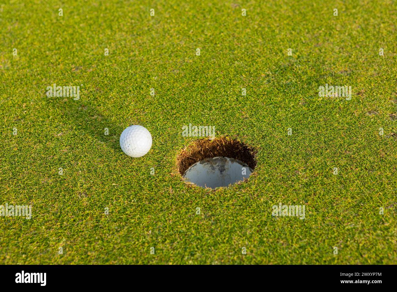 Un plan détaillé d'une balle de golf blanche à quelques centimètres du trou sur un vert luxuriant, symbolisant un succès proche à une session de golf, même avec une blonde inhabituelle Banque D'Images