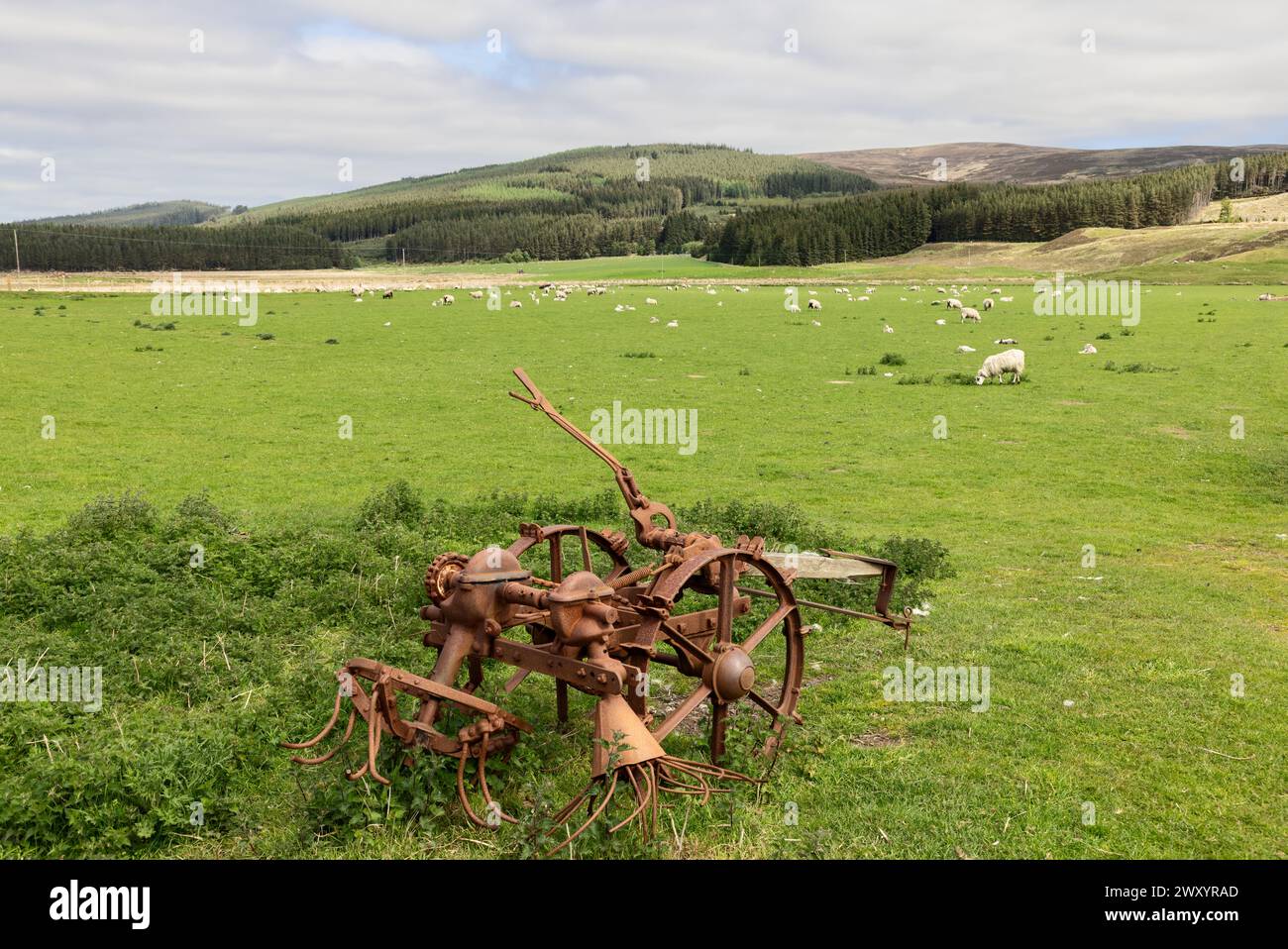 Une scène rustique dans la campagne écossaise présente un outil agricole vieilli et rouillé au premier plan, avec un pâturage vert vif parsemé de moutons Banque D'Images