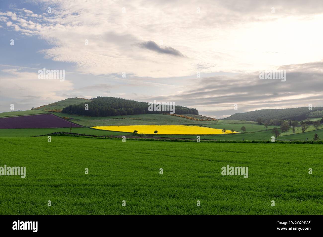 Cette vue captivante de la campagne écossaise présente des champs agricoles contrastés, une parcelle rayonnante de fleurs de colza plantée sur des terres dormantes, Banque D'Images