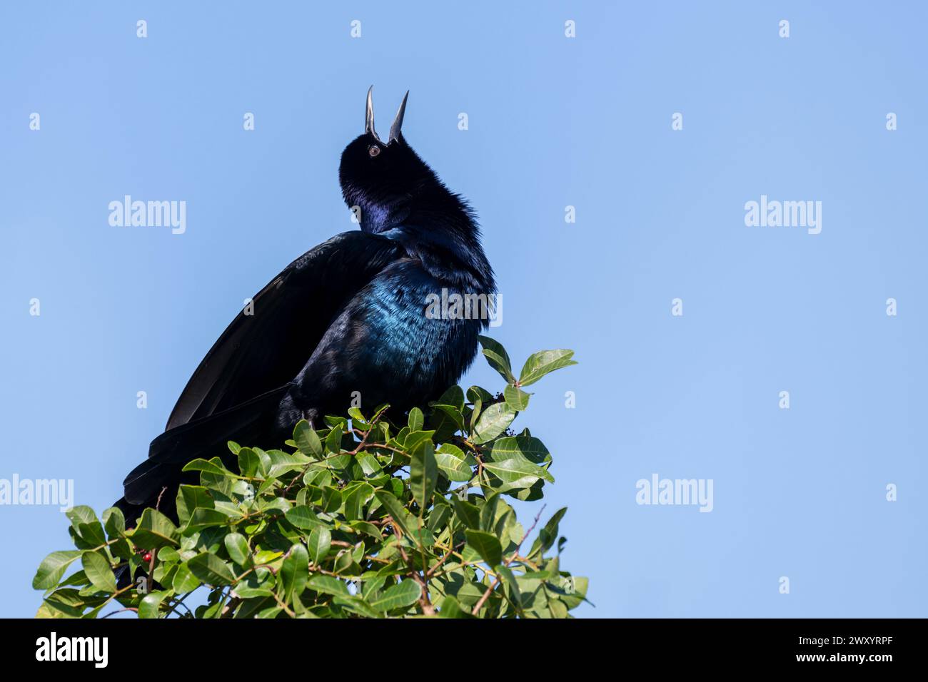 Grackle à queue de bateau (Quiscalus major) exposé dans Courtship, Floride, États-Unis. Banque D'Images