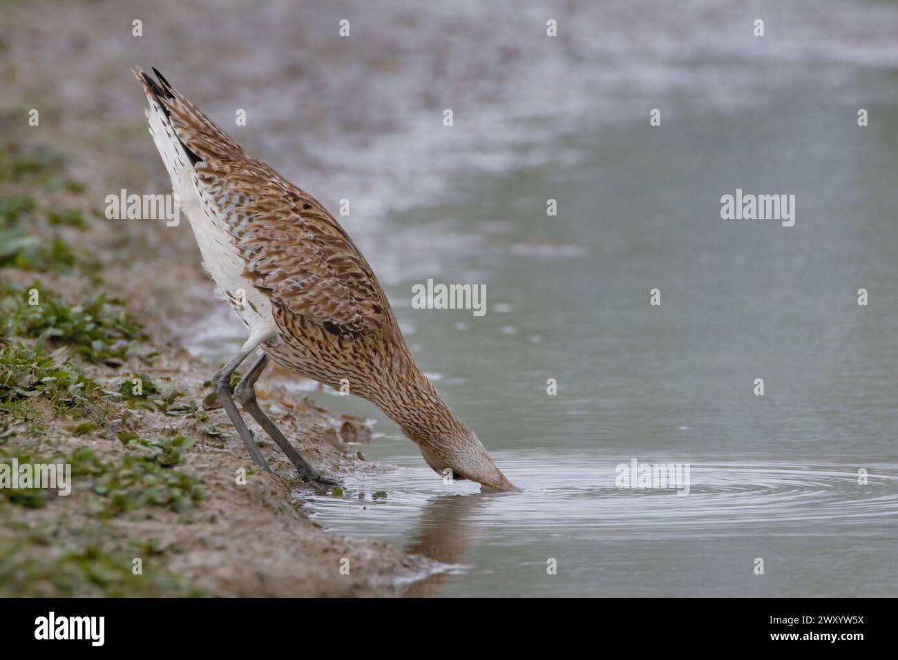 Courlis occidental, courlis commun, courlis eurasien (Numenius arquata), cueillette au bord de l'eau, vue latérale, Italie, Toscane, lac Peretola, Firenze Banque D'Images