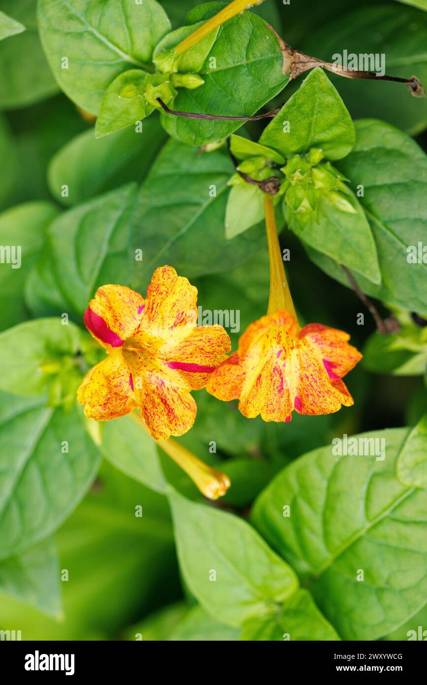 Les quatre-heures, s'émerveiller du Pérou (Mirabilis jalapa), blooming Banque D'Images