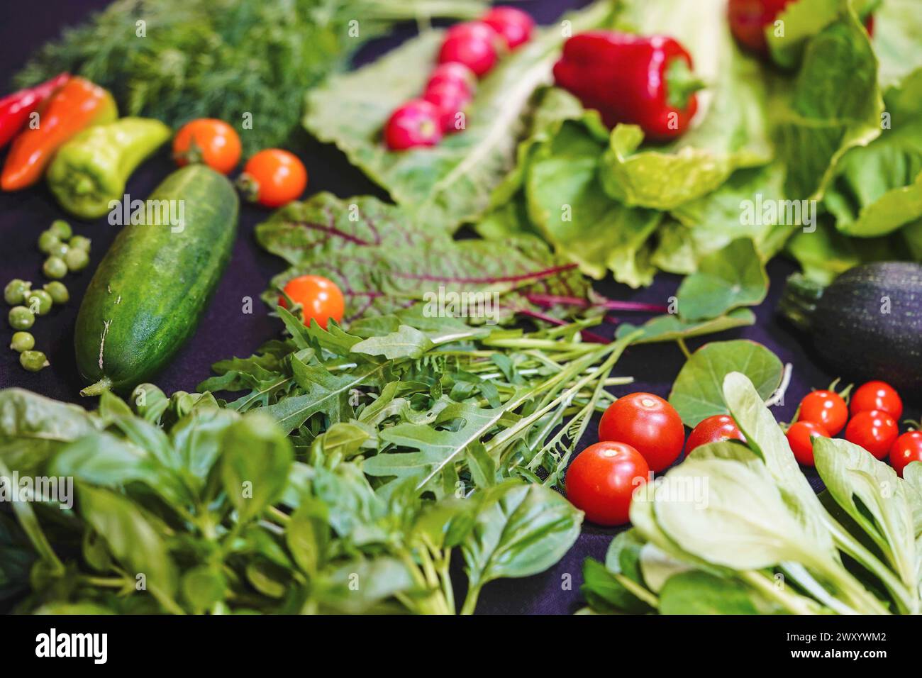 Légumes récoltés dans le jardin : poivrons, concombre, pois, laitue, radis, tomates, salade roquette, mangold Banque D'Images
