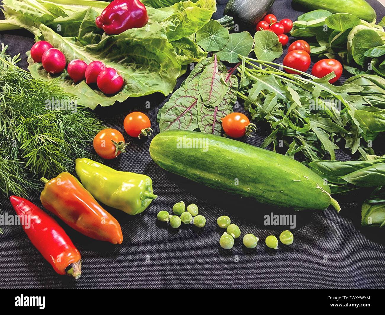 Légumes récoltés dans le jardin : poivrons, concombre, pois, laitue, radis, tomate, salade de roquette, mangold Banque D'Images