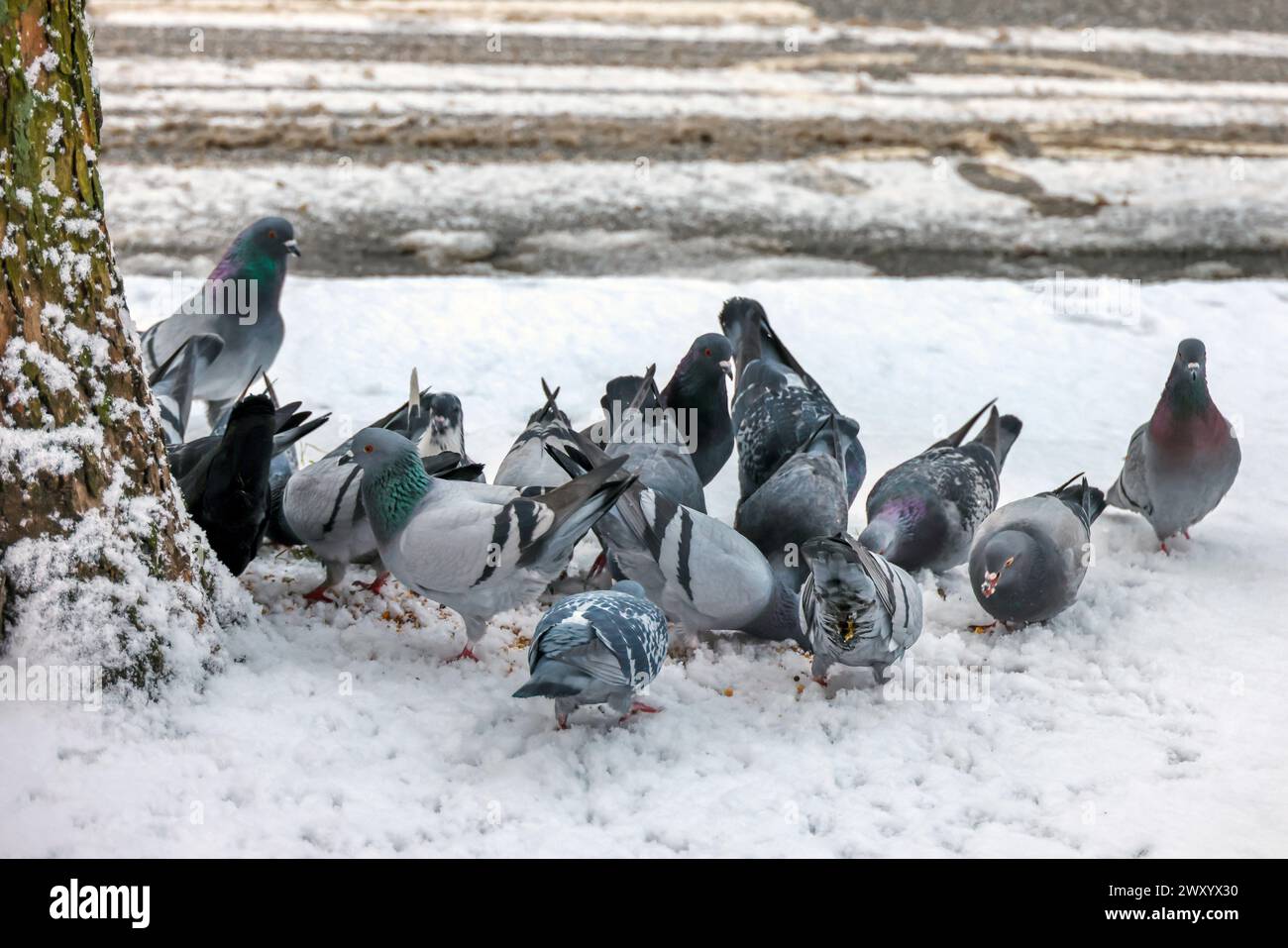 Pigeon domestique, pigeon sauvage (Columba Livia F. domestica), se nourrissant dans la neige, Allemagne, Hambourg, Hambourg Banque D'Images