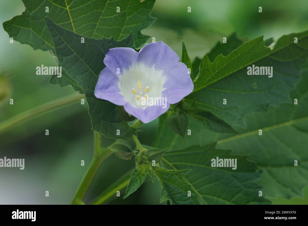 Plante de la mouche de Shoo, pomme du pérou (Nicandra physalodes, Nicandra physaloides), fleur Banque D'Images