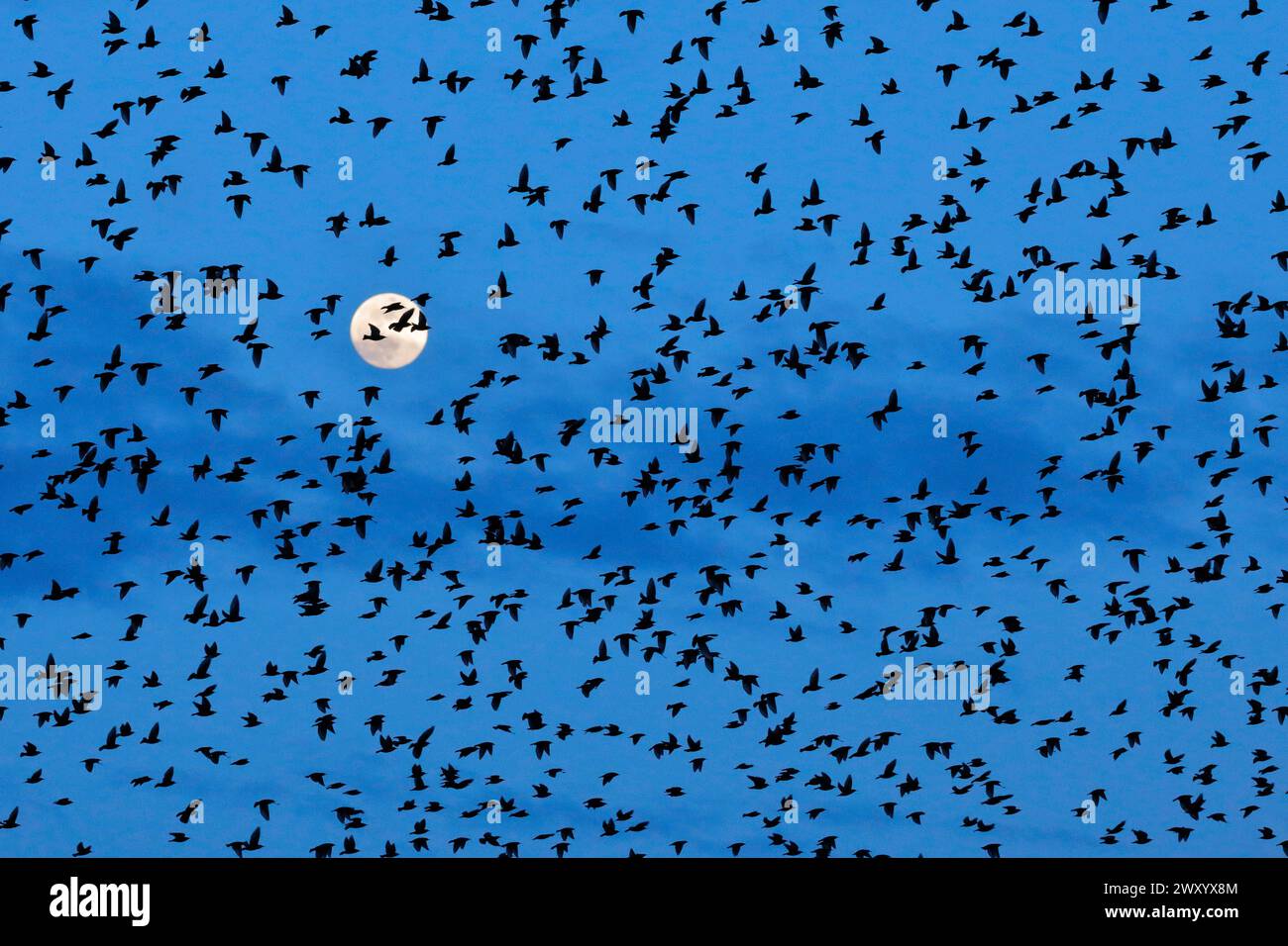 Étourneaux (Sturnus vulgaris), troupeau d'étourneaux en vol avant la pleine lune, Suisse Banque D'Images