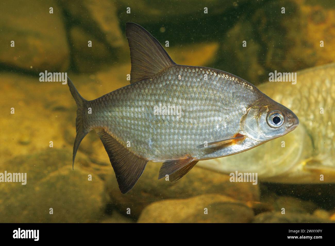 Dorade argentée, dorade blanche (Blicca bjoerkna, Abramis bjoerkna), baignade, vue latérale Banque D'Images