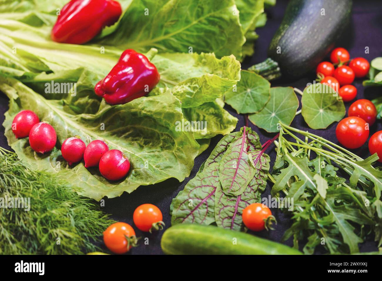 Légumes récoltés dans le jardin : poivrons, concombre, laitue, radis, tomate, salade roquette, mangold Banque D'Images