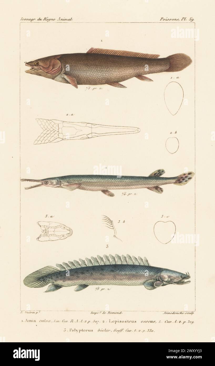 Bowfin, Amia calva 1, Longnose gar, Lepisosteus osseus 2 et Nile bichir, Polypterus bichir 3. Gravure sur cuivre à pointillés de couleur main par Eugène Giraud d’après une illustration de Felix-Edouard Guérin-Méneville tirée de Guérin-Méneville de l’iconographie du règne animal de George Cuvier, iconographie du Royaume animal de George Cuvier, J. B. Baillière, Paris, 1829-1844. Banque D'Images