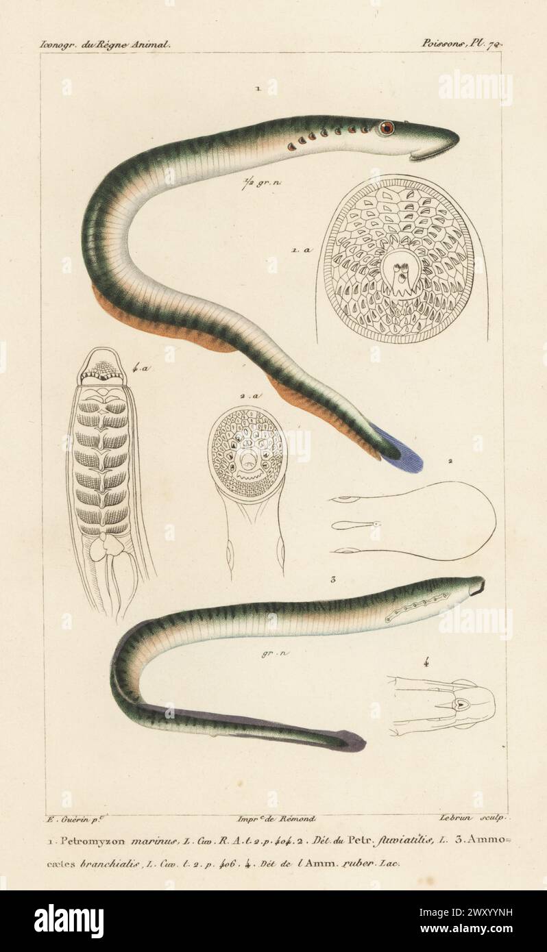 Lamproie marine, Petromyzon marinus 1,4, et lamproie fluviatilis européenne, Lampetra fluviatilis 2,3. Gravure sur cuivre à pointillés de couleur main par Eugène Giraud d’après une illustration de Felix-Edouard Guérin-Méneville tirée de Guérin-Méneville de l’iconographie du règne animal de George Cuvier, iconographie du Royaume animal de George Cuvier, J. B. Baillière, Paris, 1829-1844. Banque D'Images