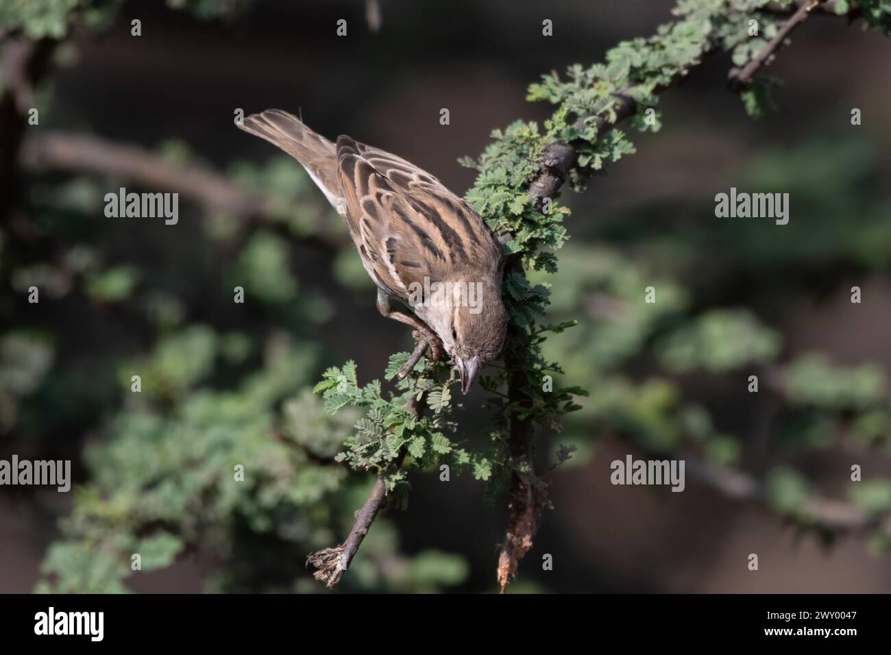 Moineau à gorge jaune ou Petronia épaulé de châtaignier (Gymnoris xanthocollis) observé dans la réserve de léopard de Jhalana au Rajasthan Banque D'Images