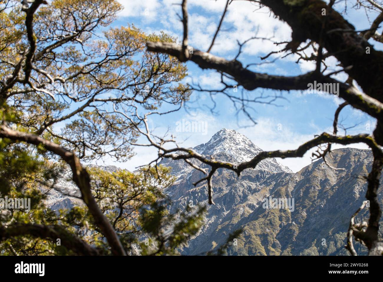 Pic enneigé encadré par des branches forestières en Nouvelle-Zélande. Voyage Banque D'Images