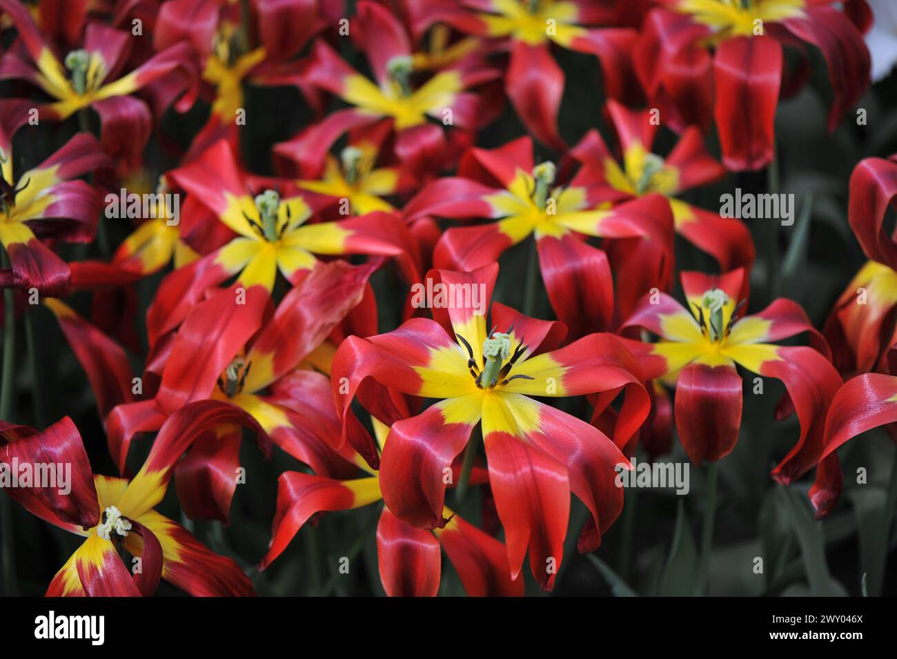 Les tulipes rouges et jaunes à fleurs de lis (Tulipa) d'Istanbul fleurissent dans un jardin en avril Banque D'Images