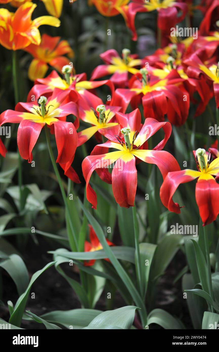 Les tulipes rouges et jaunes à fleurs de lis (Tulipa) d'Istanbul fleurissent dans un jardin en avril Banque D'Images