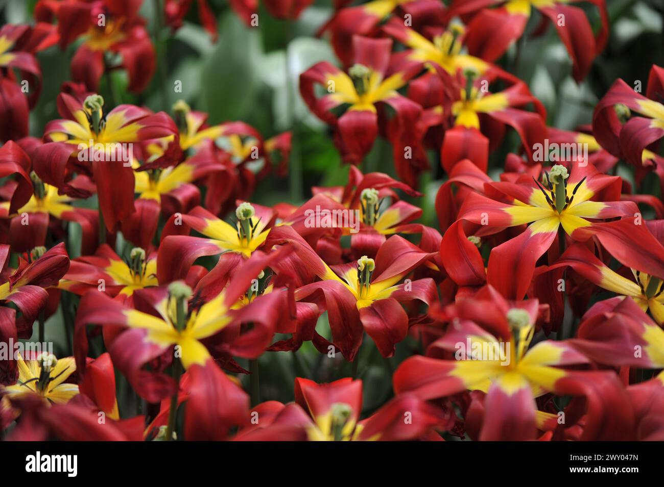 Les tulipes rouges et jaunes à fleurs de lis (Tulipa) d'Istanbul fleurissent dans un jardin en avril Banque D'Images