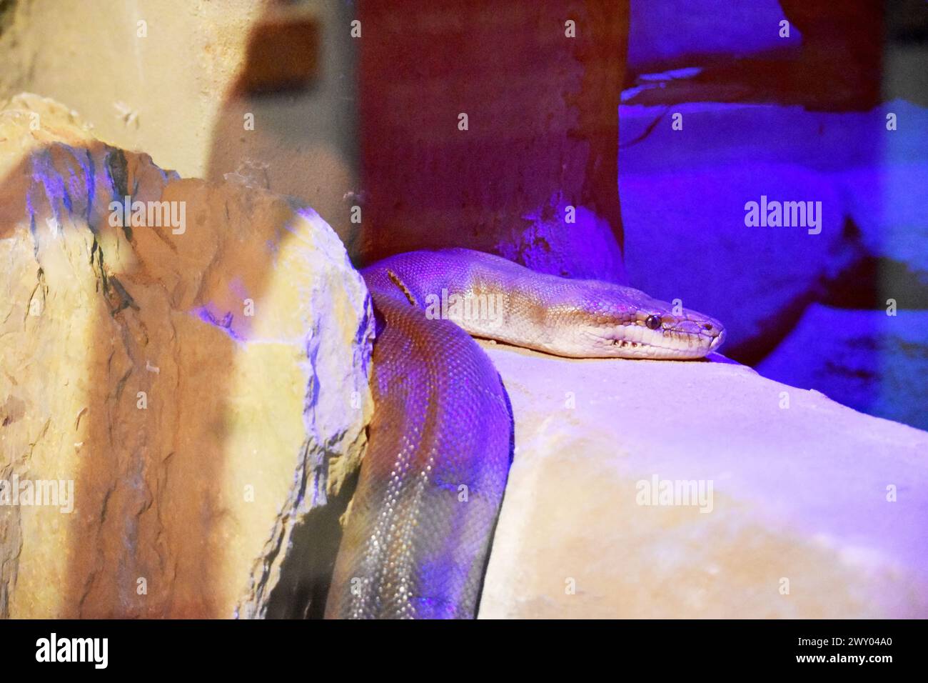 L'Olive Python est l'un des plus grands serpents d'Australie. Il s'agit généralement d'une seule couleur olive, brun verdâtre, brun rougeâtre ou blanc cassé. Banque D'Images