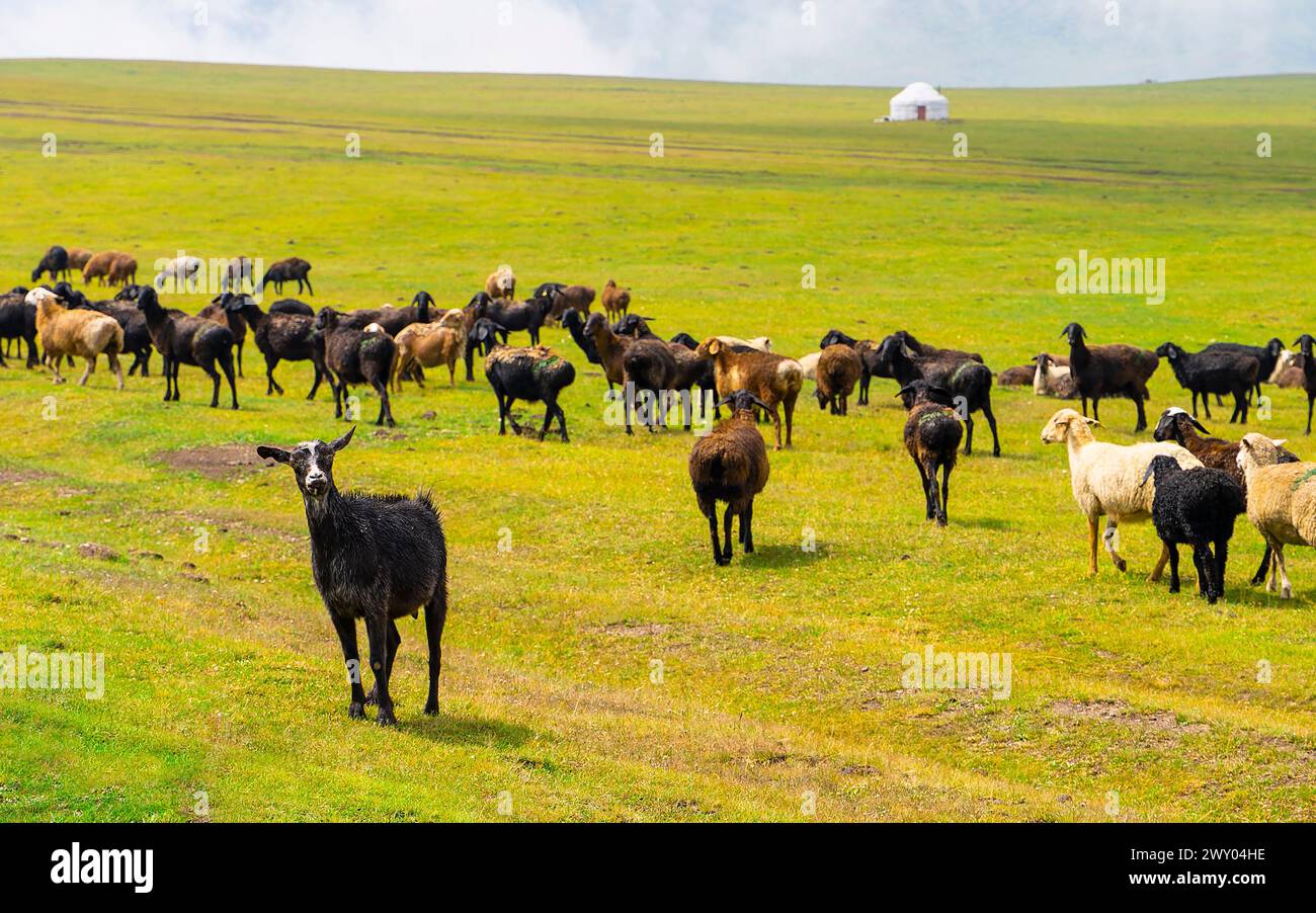 Moutons sur une prairie verte, moutons drôles regardant la caméra, yourte blanche au loin Banque D'Images