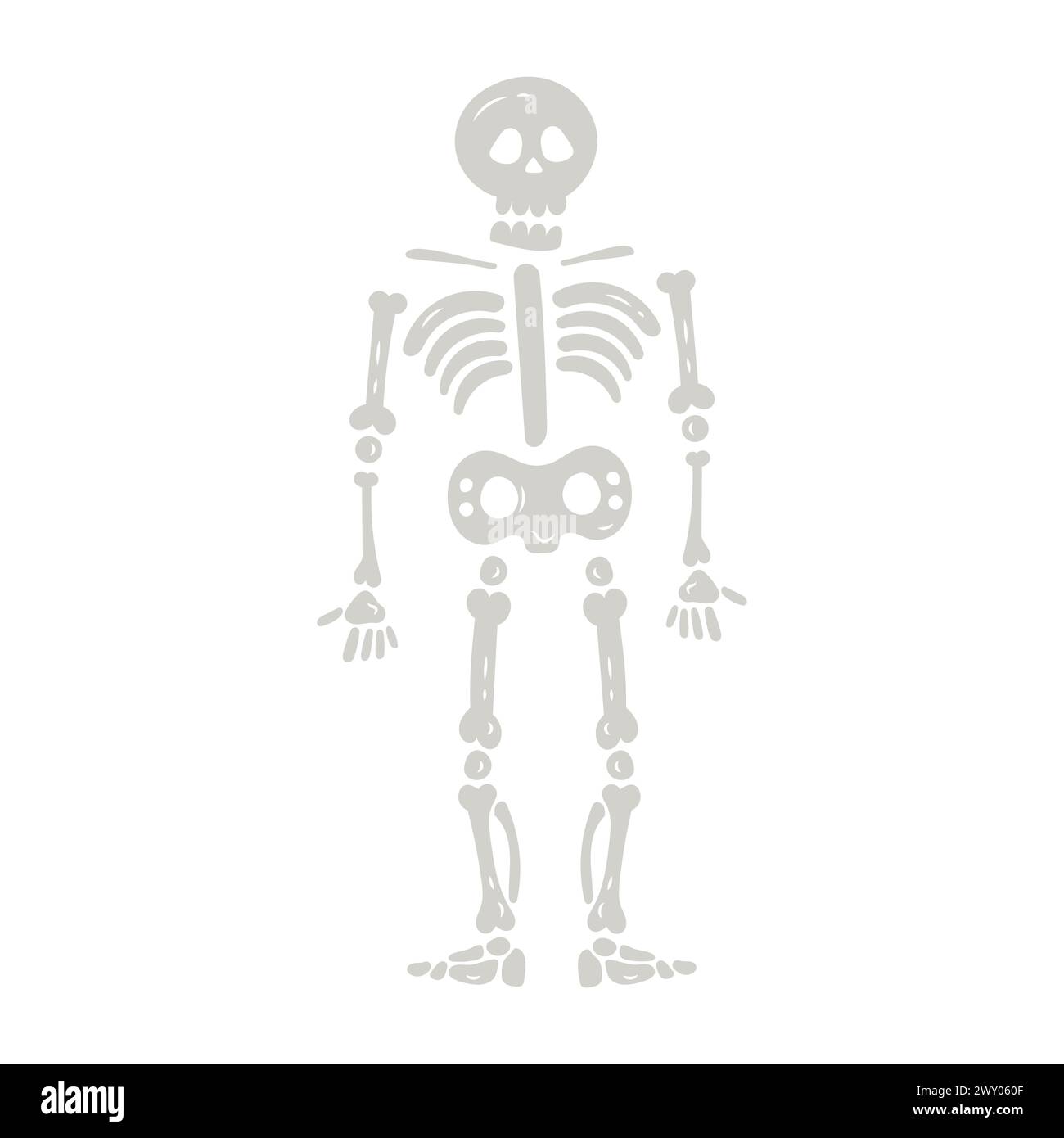 Les os du squelette humain Illustration de Vecteur
