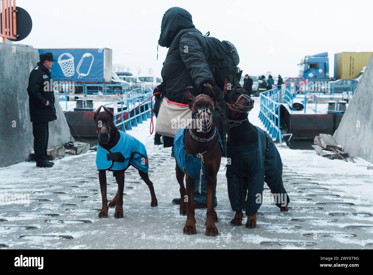 Les chiens dobermann sont assis à côté de leur propriétaire dans la station frontière d'Isaccea, en Ukraine, alors qu'ils attendent de traverser la frontière et d'entrer en Roumanie. Banque D'Images