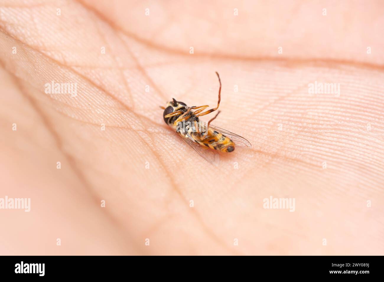 Eristalis transversa hoverfly sans vie sur la paume d'une main, illustrant l'équilibre délicat de la nature. Banque D'Images