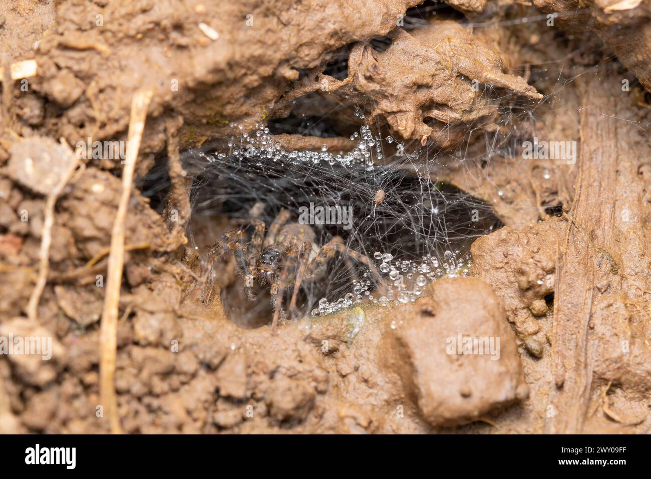 Demeure d'araignée dans son entonnoir soyeux orné de gouttes de rosée. Banque D'Images