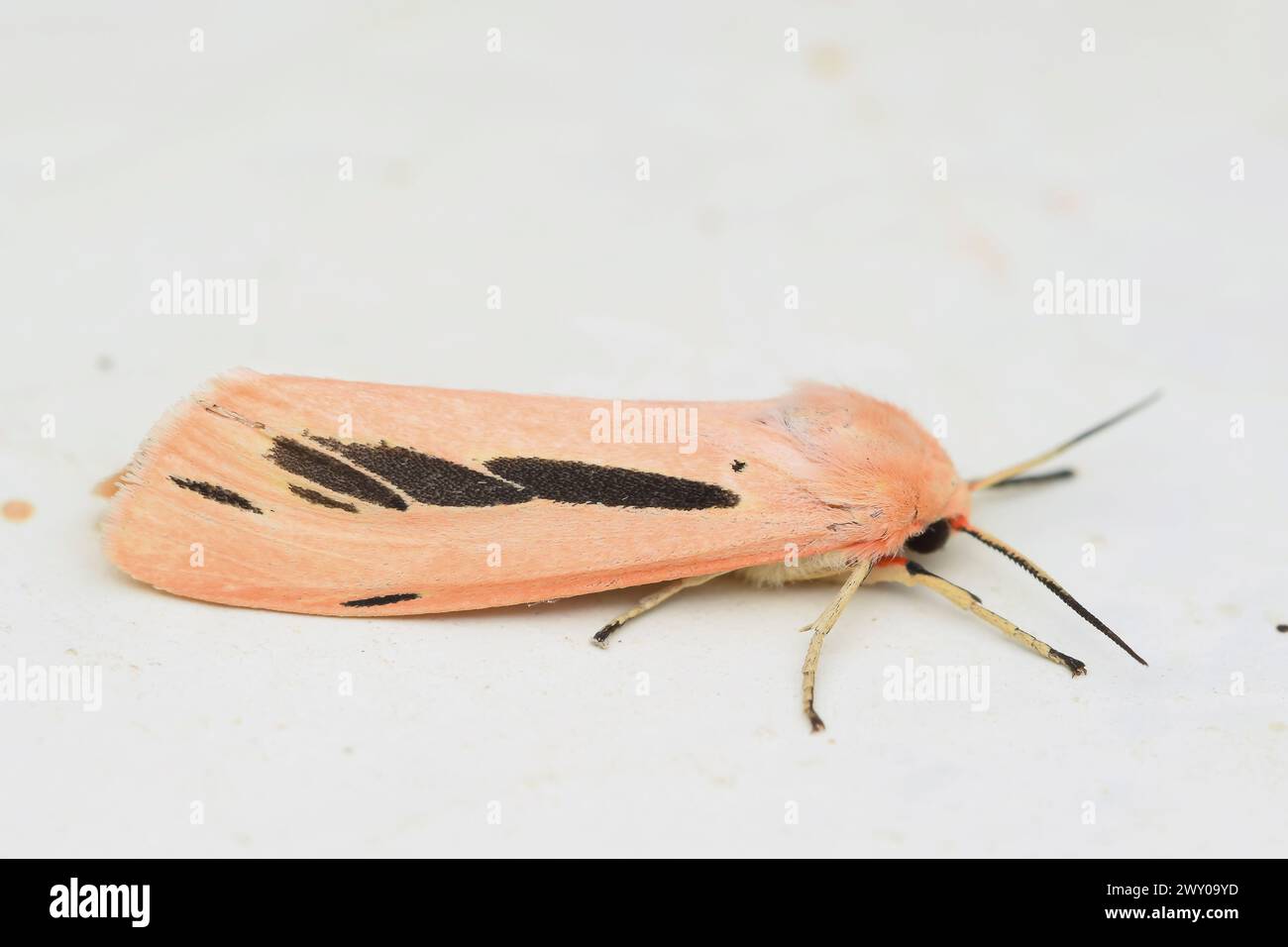 Vue latérale d'une teigne tigrée colorée, Creatonotos gangis. Banque D'Images