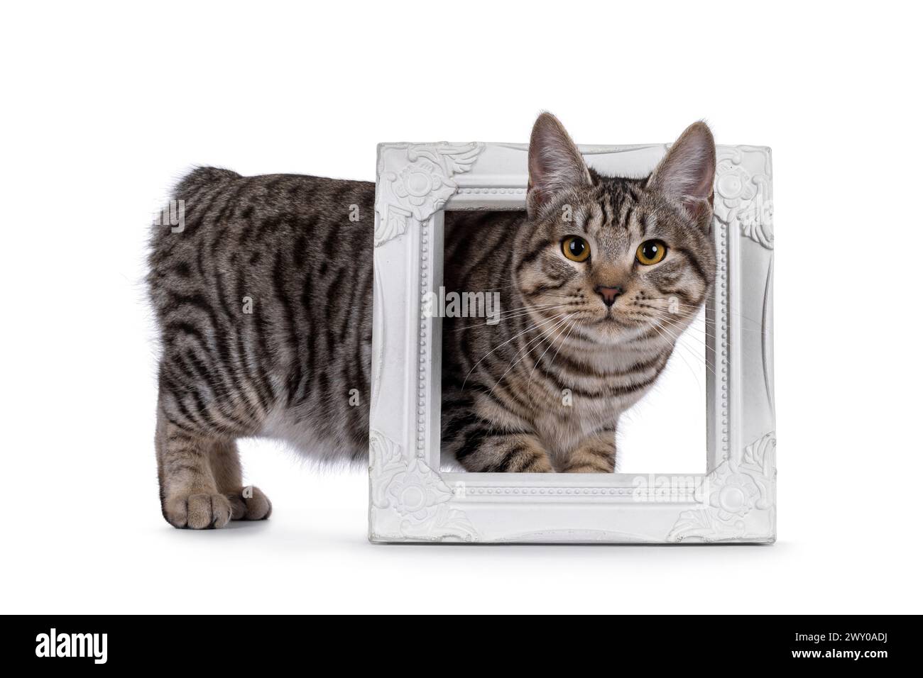 Magnifique jeune chaton chat Kurilian Bobtail, debout à travers le cadre d'image blanc. En regardant vers la caméra. isolé sur fond blanc. Banque D'Images