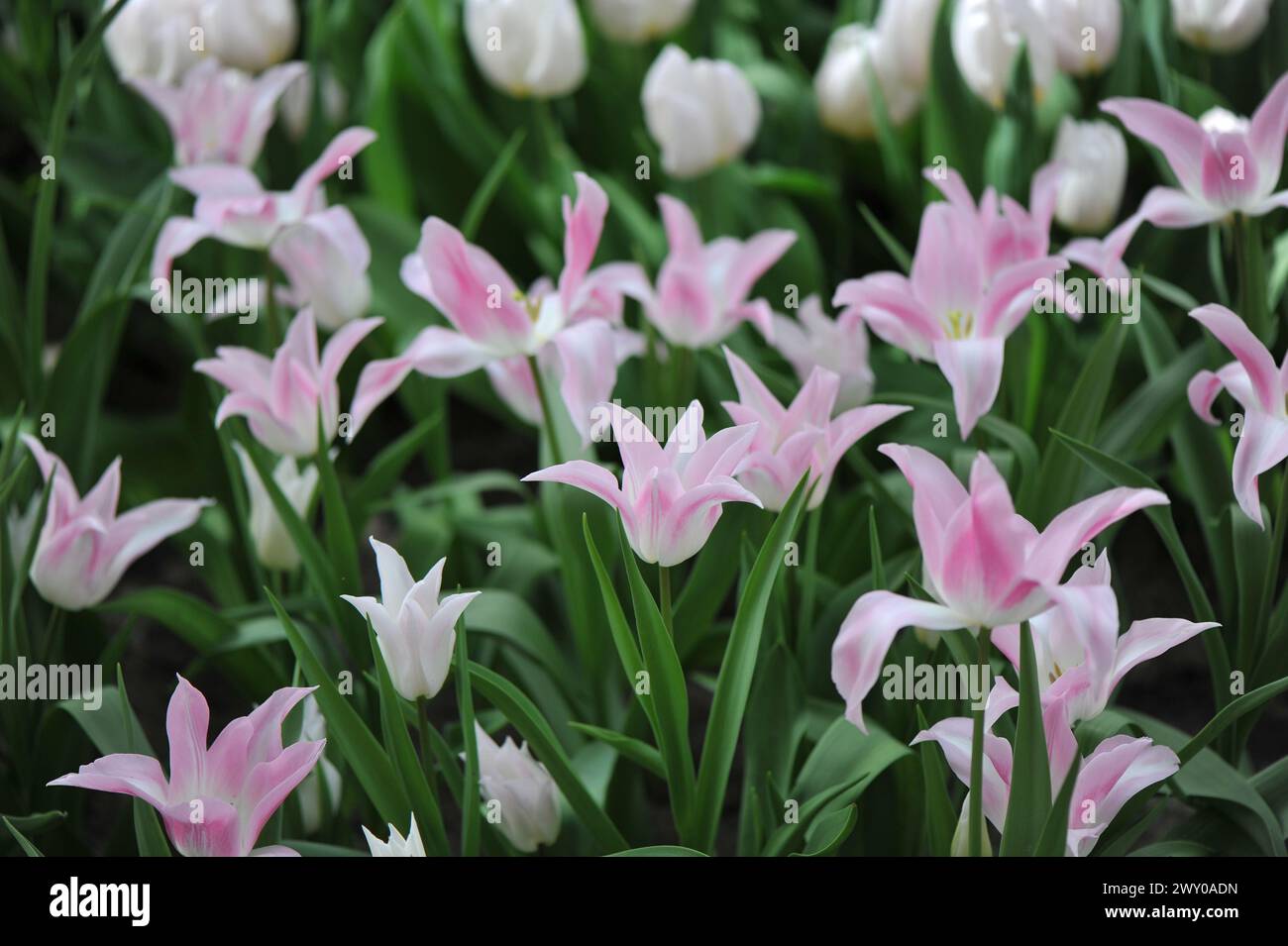 Tulipes roses à fleurs de nénuphars (Tulipa) fleurissent dans un jardin en avril Banque D'Images