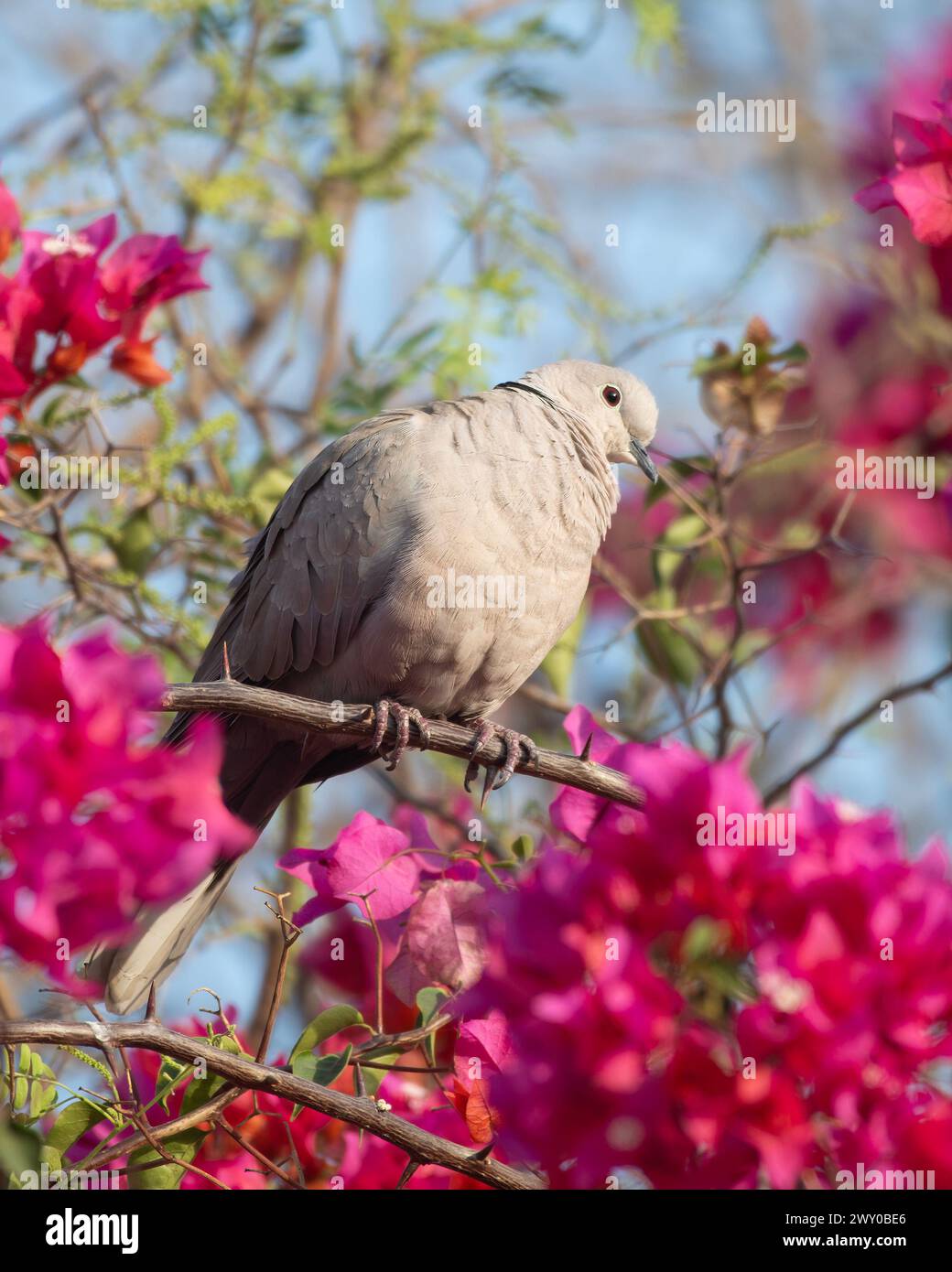 Colombe eurasienne à collier, colombe à collier ou colombe turque (Streptopelia decaocto) observée dans la réserve du léopard de Jhalana au Rajasthan Banque D'Images