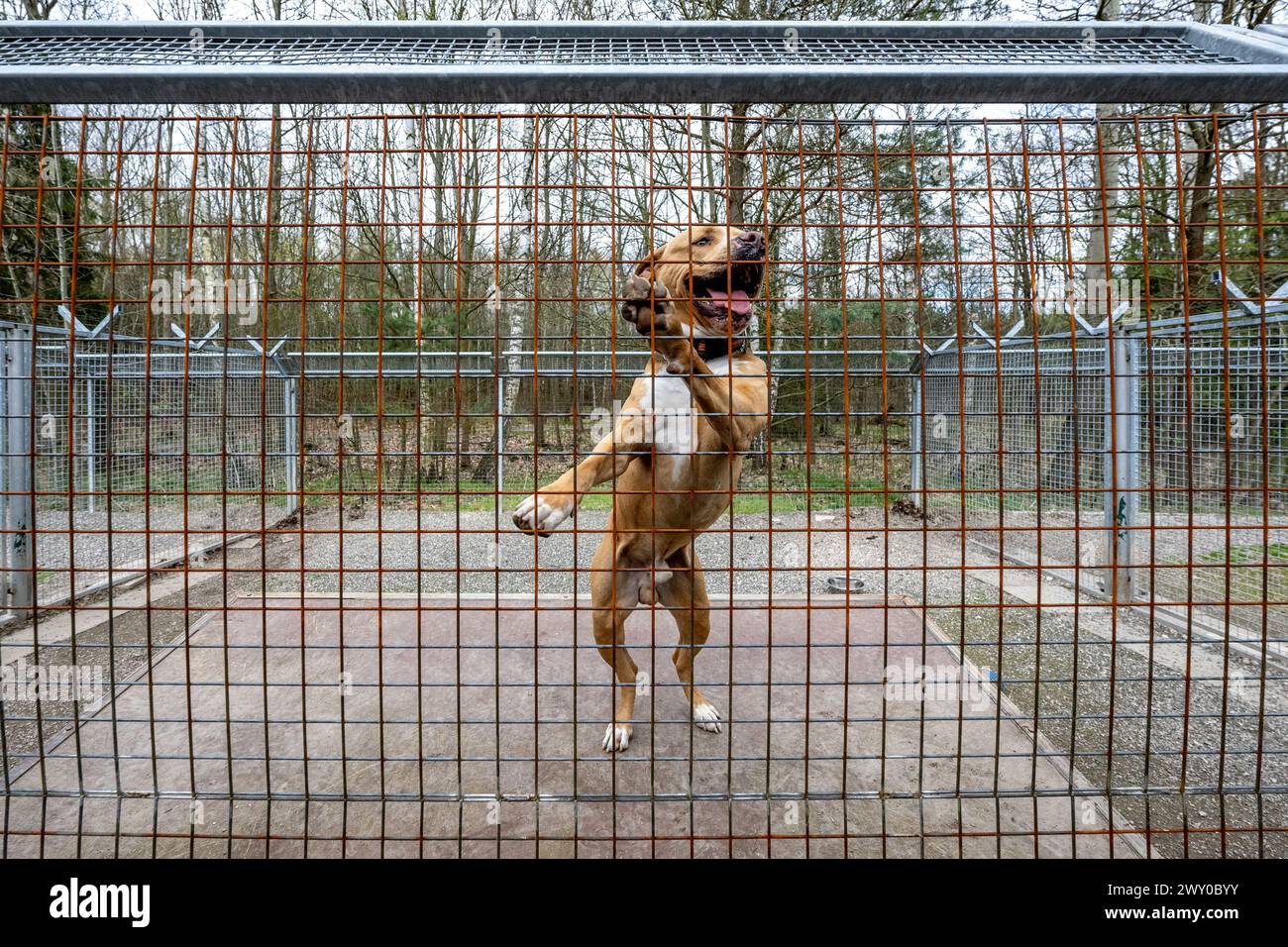 Hradec Kralove, République tchèque. 03rd Apr, 2024. Refuge pour animaux à Hradec Kralove, République tchèque, 3 avril 2024. Crédit : David Tanecek/CTK photo/Alamy Live News Banque D'Images