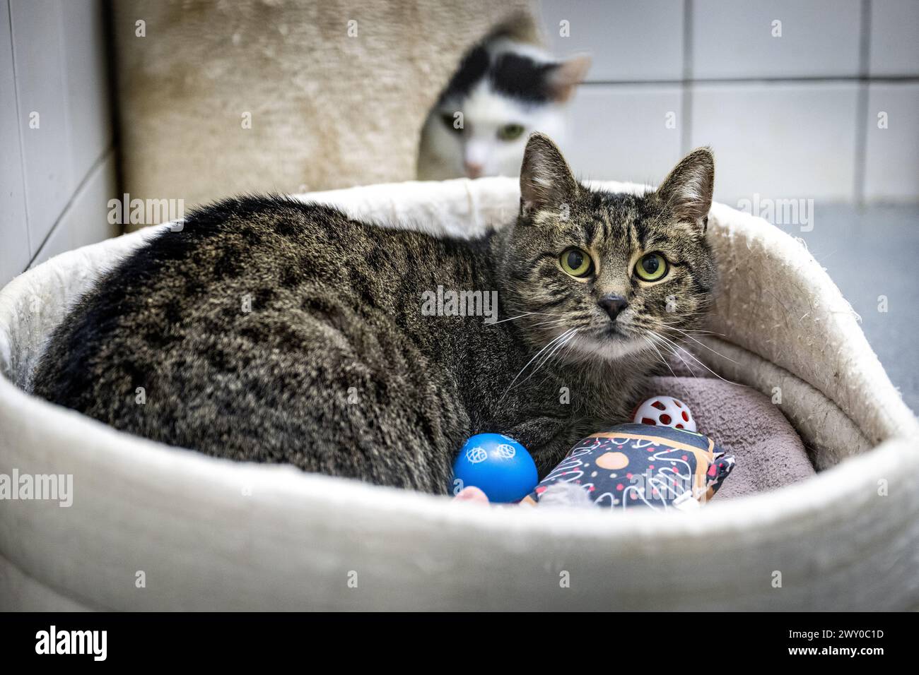 Hradec Kralove, République tchèque. 03rd Apr, 2024. Refuge pour animaux à Hradec Kralove, République tchèque, 3 avril 2024. Crédit : David Tanecek/CTK photo/Alamy Live News Banque D'Images