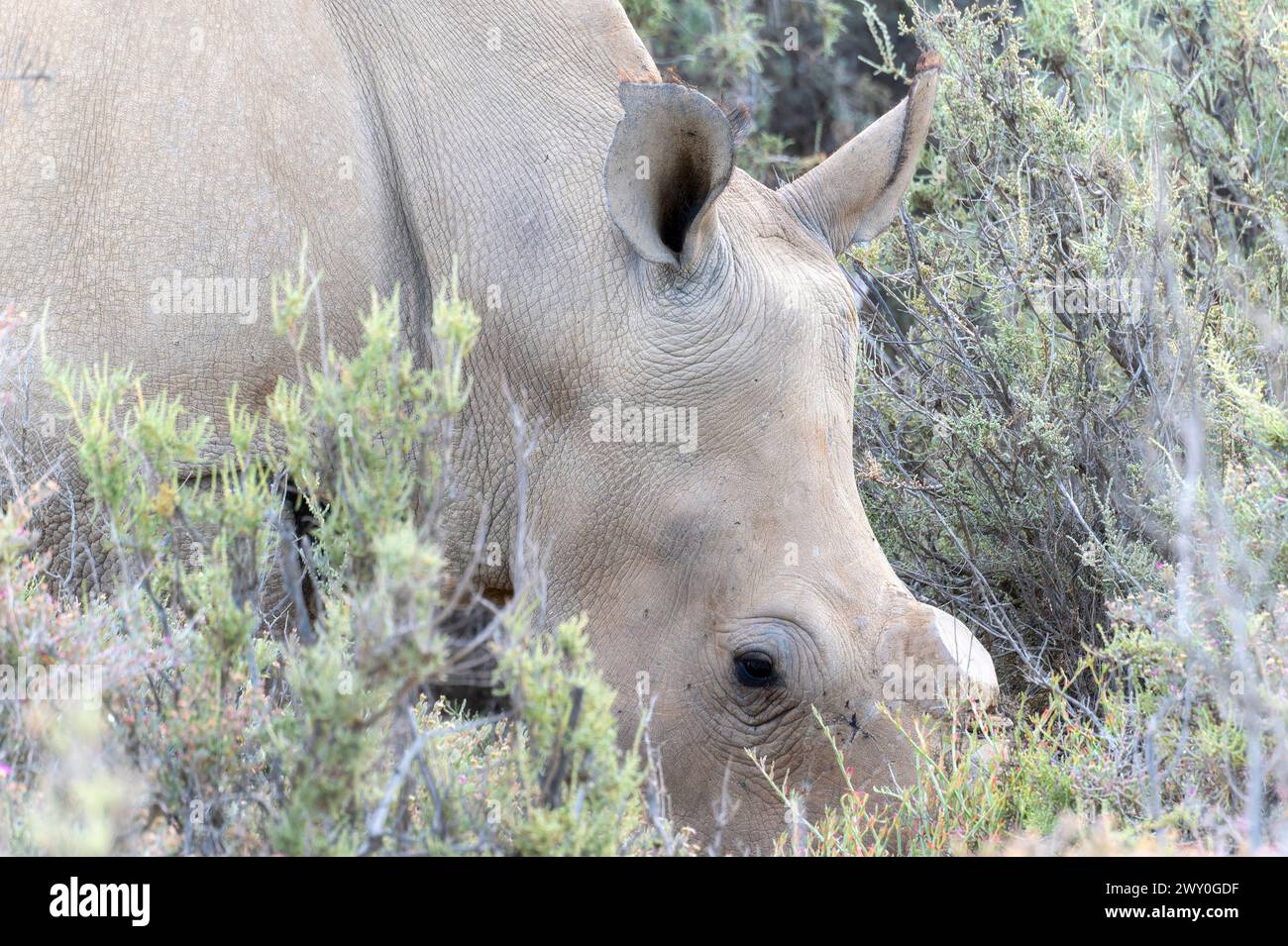 Un rhinocéros blanc du Sud, Ceratotherium simum ssp. Simum, écorné pour la protection, pèle sur l'herbe dans un champ en Afrique du Sud. Banque D'Images