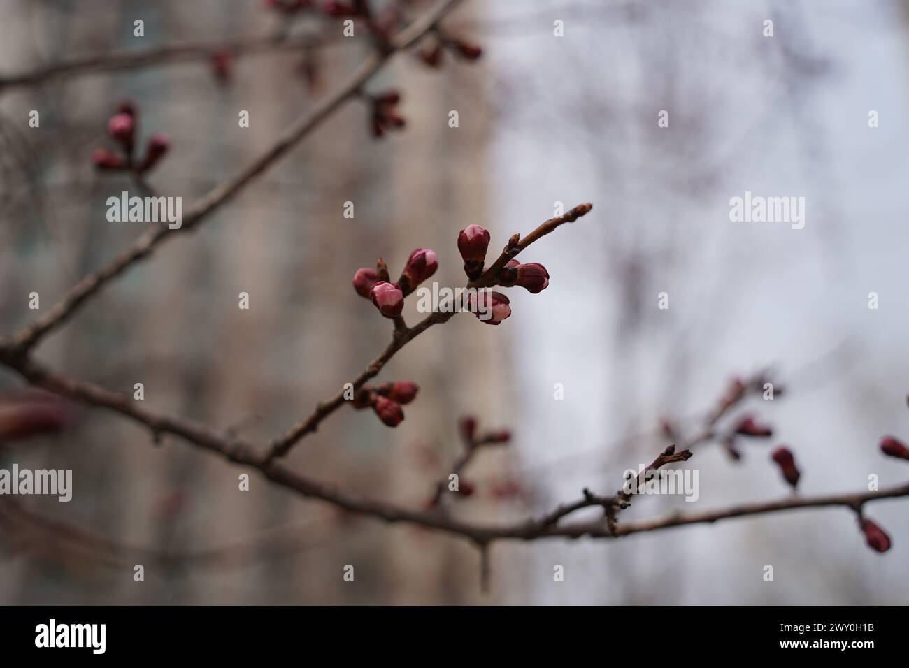 Au printemps, les bourgeons poussent sur les branches de fleurs de cerisier. Banque D'Images