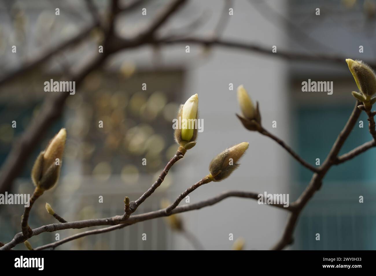 Branche d'arbre Magnolia avec de jeunes bourgeons au printemps. Gros plan. Banque D'Images
