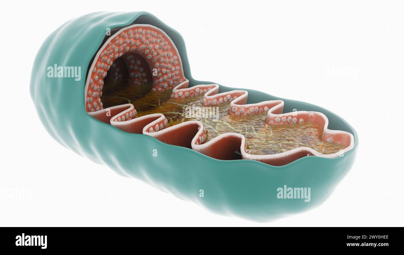 Rendu 3D d'une centrale électrique mitochondriale Banque D'Images