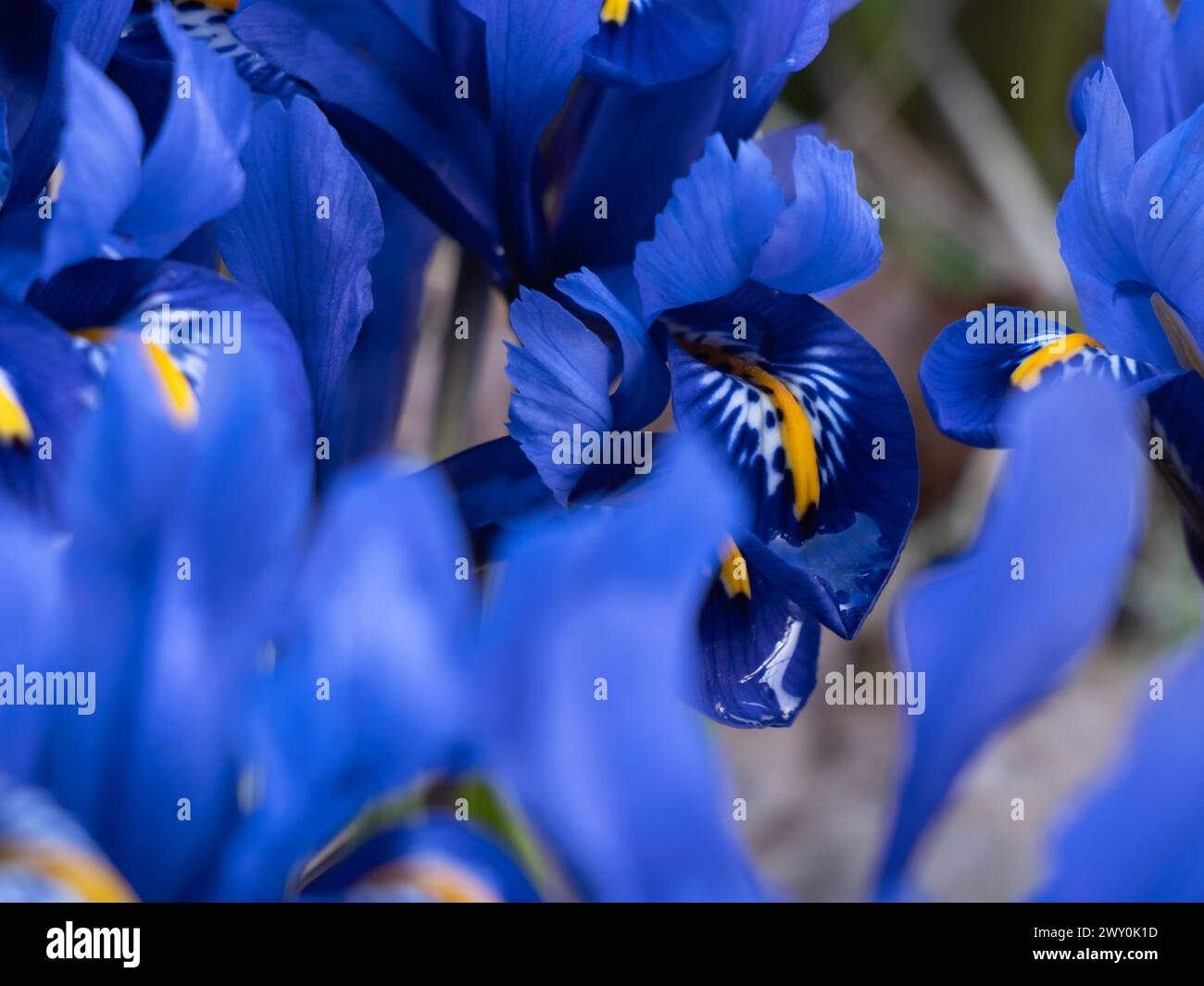 De belles fleurs d'iris bleues fleurissent à la lumière du soleil à côté de leavesc vert Banque D'Images