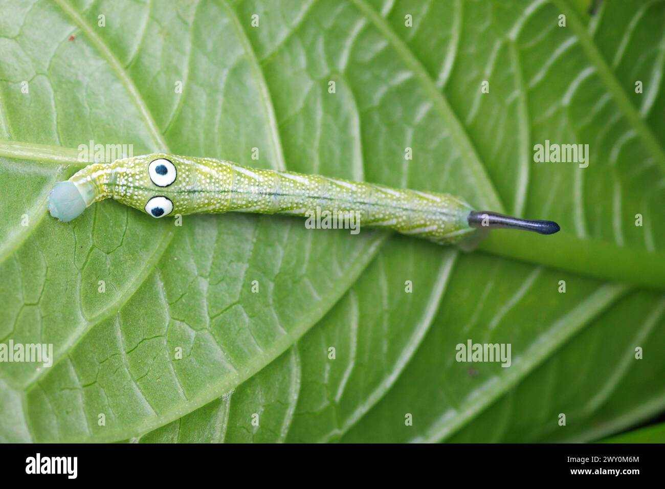 Caterpilar Sphingidae de Rhagastis albomarginata vivant sur une plante d'hortensia avec une paire de grands yeux pour la protection des prédateurs, Thaïlande Banque D'Images