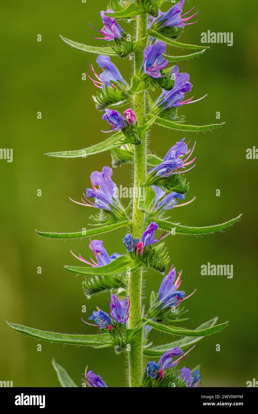 Echium vulgare, connu sous le nom de bugloss de vipère et blueweed Banque D'Images