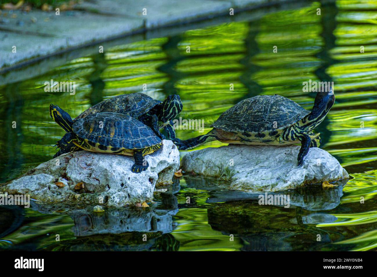 Tortue aquatique Trachemys Banque D'Images