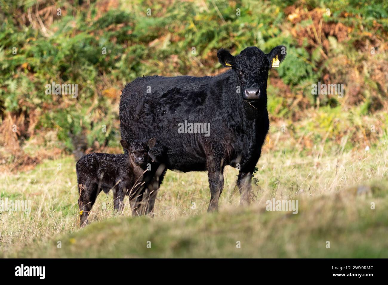 Vache pedigree Galloway avec un veau nouveau-né sur des terres marginales à Dumfries et Galloway, Écosse, Royaume-Uni. Banque D'Images