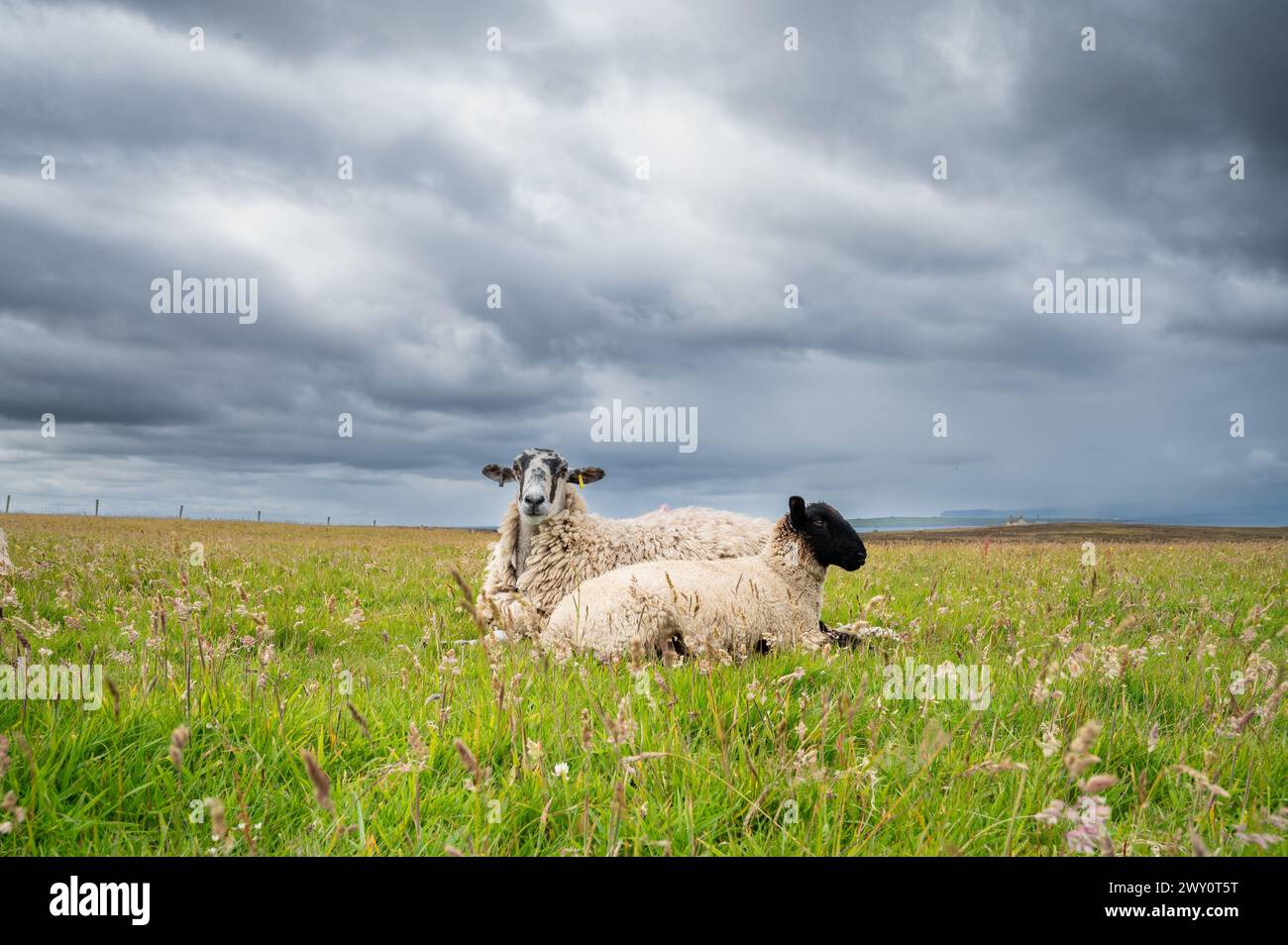 Moutons sur un champ d'herbe, paysage rural, ciel trouble nuageux, Duncansby Stacks, mer du Nord, Duncansby Head, John O'Groats, Écosse, Royaume-Uni Banque D'Images