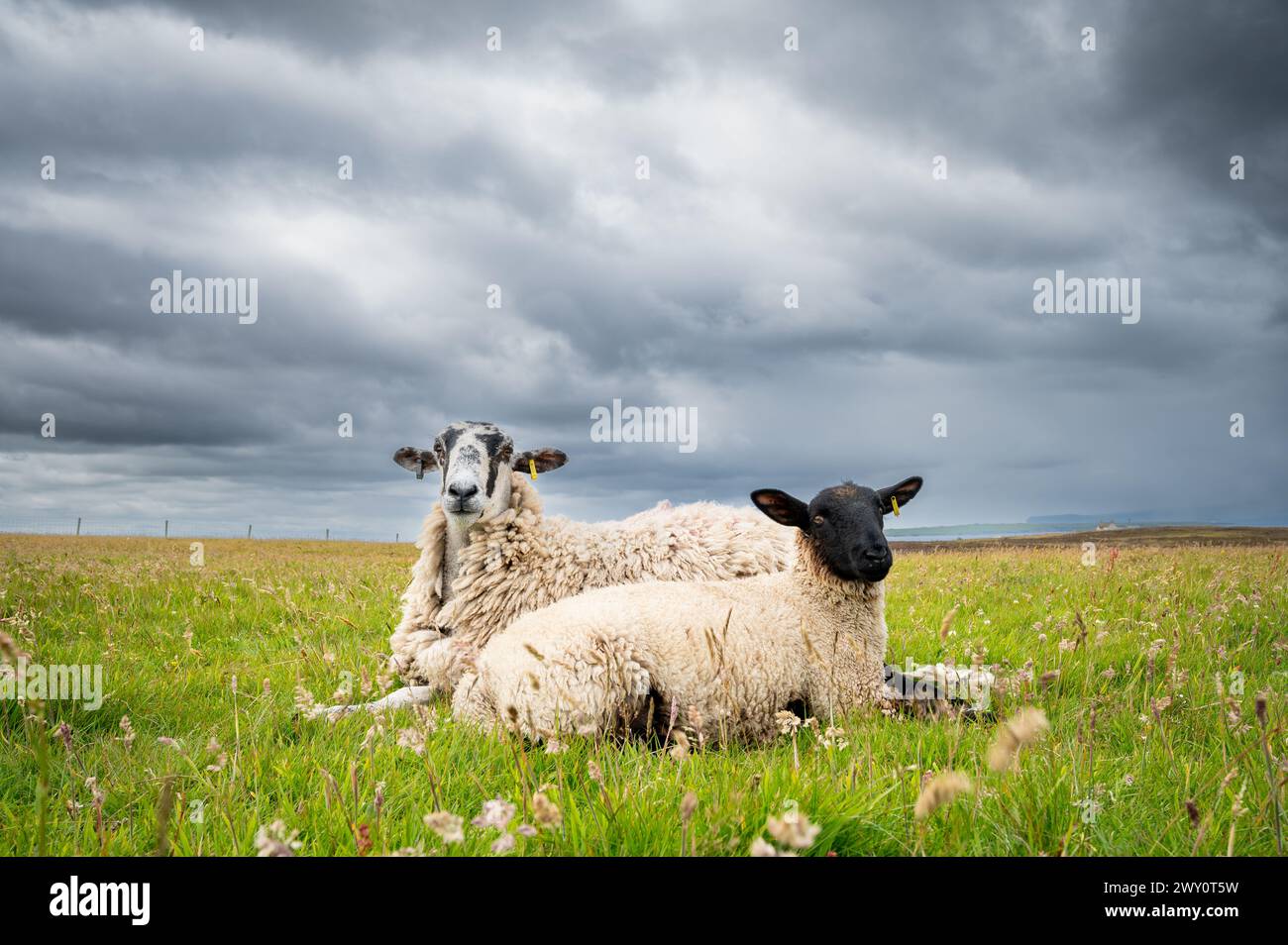 Moutons sur un champ d'herbe, paysage rural, ciel trouble nuageux, Duncansby Stacks, mer du Nord, Duncansby Head, John O'Groats, Écosse, Royaume-Uni Banque D'Images