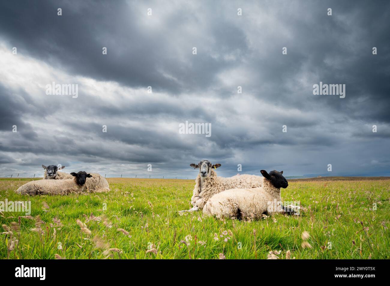 Moutons sur un champ d'herbe, paysage rural, ciel trouble nuageux, Duncansby Stacks, mer du Nord, Duncansby Head, John O'Groats, Écosse, Royaume-Uni Banque D'Images