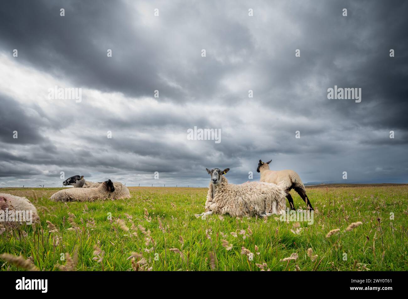 Moutons sur un champ d'herbe, paysage rural, ciel trouble nuageux, Duncansby Stacks, mer du Nord, Duncansby Head, John O'Groats, Écosse, Royaume-Uni Banque D'Images