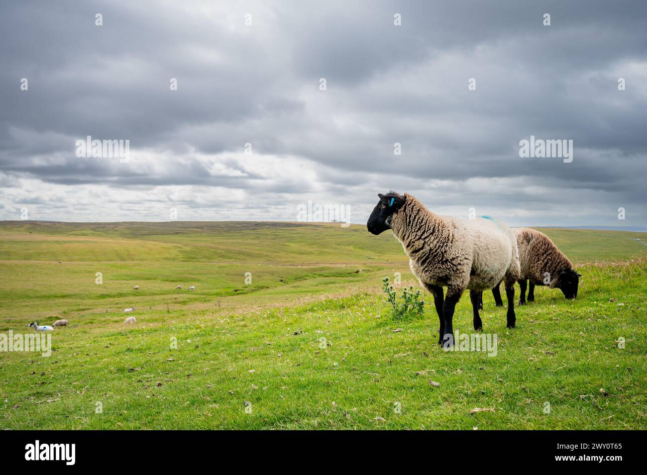 Moutons sur un champ d'herbe, paysage rural, ciel trouble nuageux, Duncansby Stacks, mer du Nord, Duncansby Head, John O'Groats, Écosse, Royaume-Uni Banque D'Images
