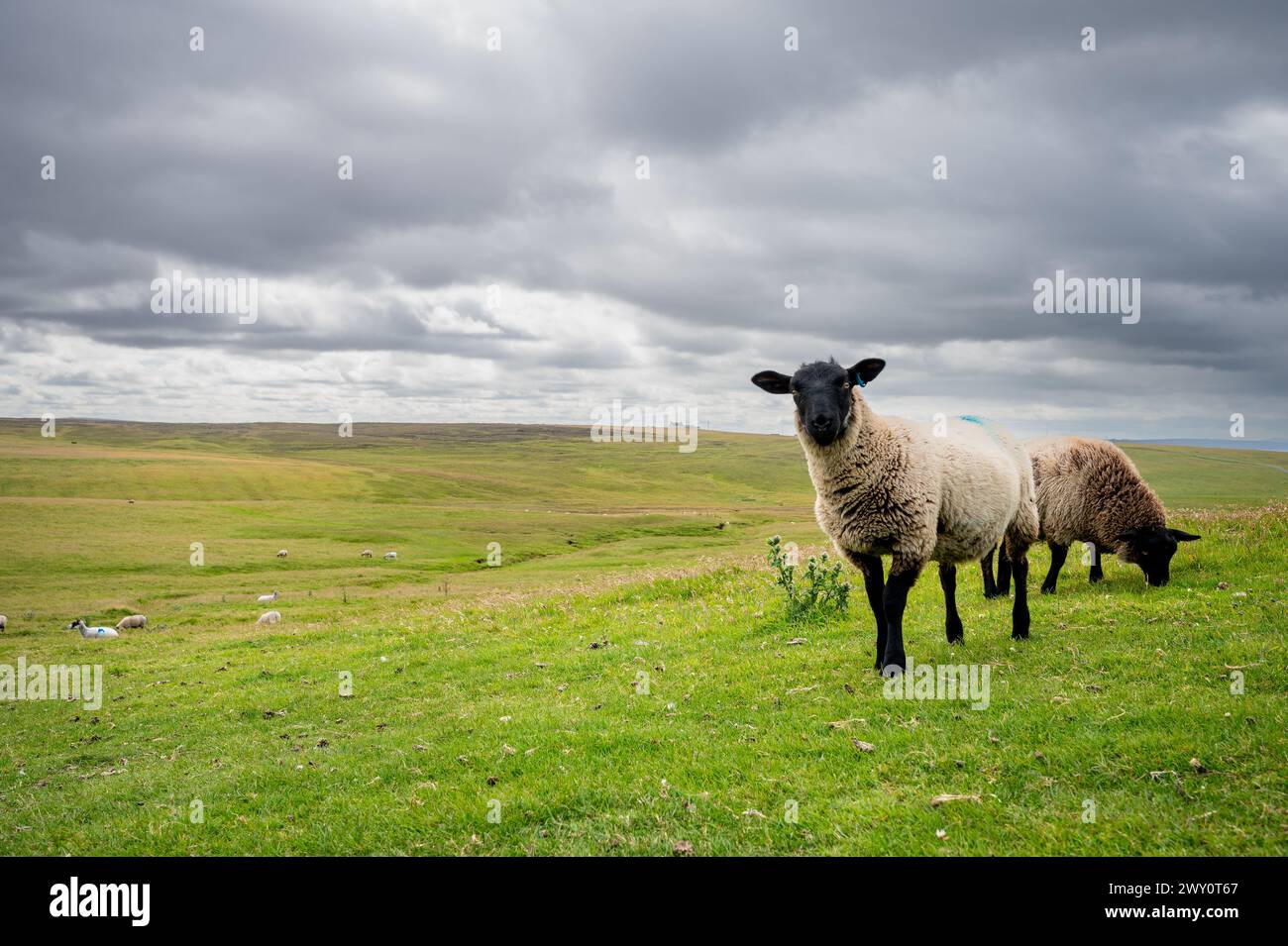 Moutons sur un champ d'herbe, paysage rural, ciel trouble nuageux, Duncansby Stacks, mer du Nord, Duncansby Head, John O'Groats, Écosse, Royaume-Uni Banque D'Images