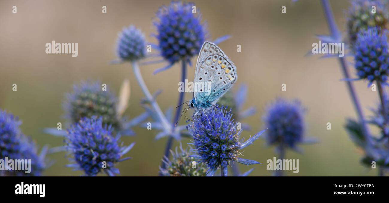 Fleur piquée. Fleurs de chardon bleu, Eryngium planum, eryngo bleu. Triches sauvages violettes fleuries. Papillon bleu sur une fleur bleue. Banque D'Images